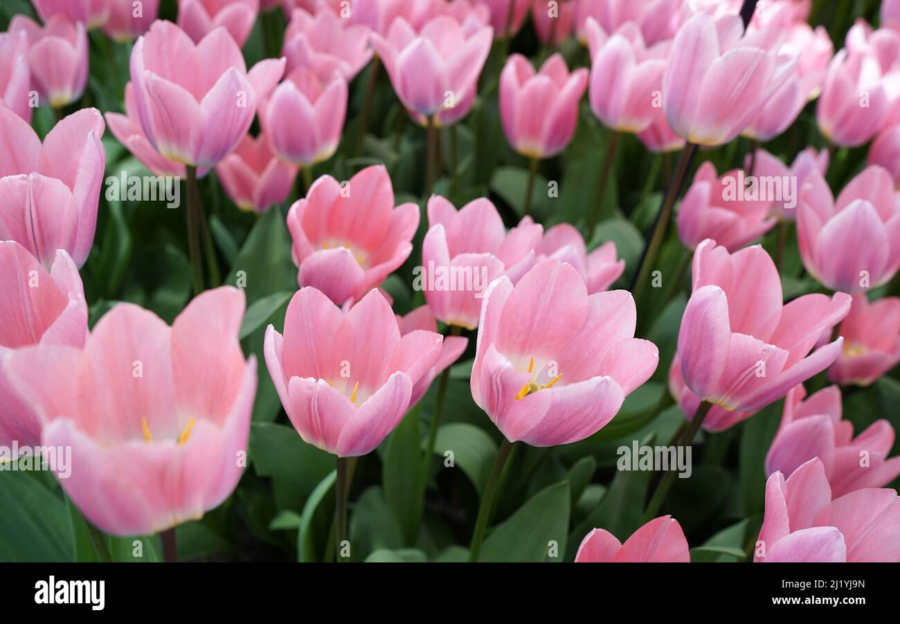 Liebliche rosafarbene darwin-Hybrid-Tulpe mit dem Namen „Light and Dreamy“ Stockfoto