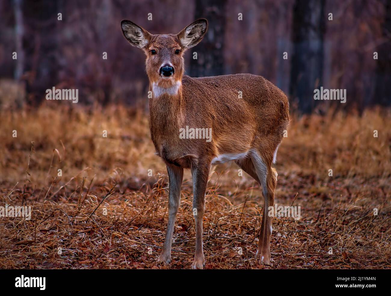 Hirsch in Einem Frühlingspark Stockfoto