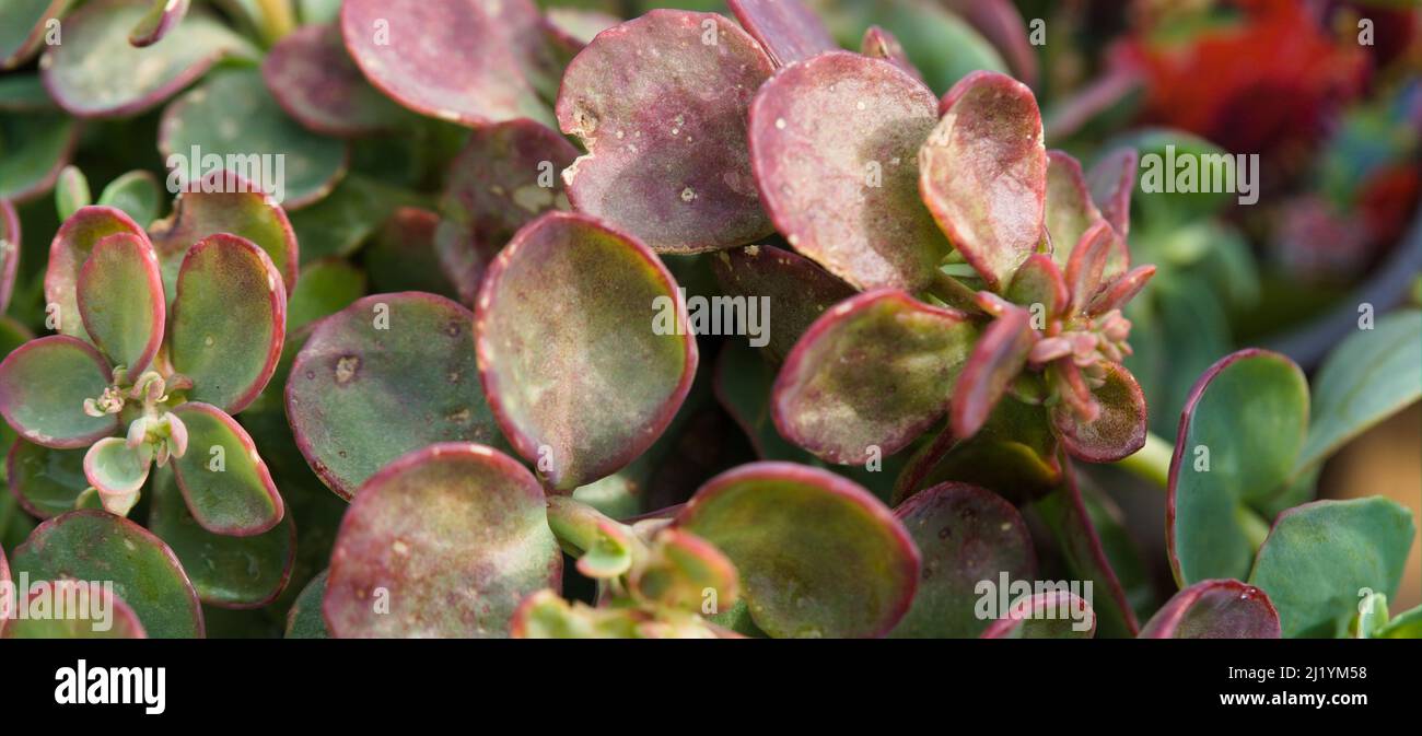 Nahaufnahme von Sedum spurium, „Drachenblut“ Stockfoto