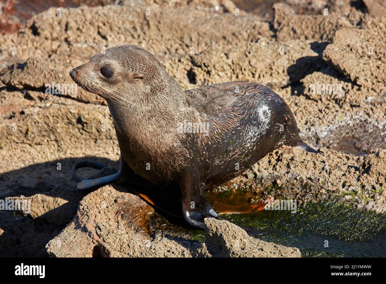 Neuseeländische Pelzrobbe ( Arctocephalus forsteri ), Otago-Halbinsel, in der Nähe von Dunedin, Südinsel, Neuseeland Stockfoto