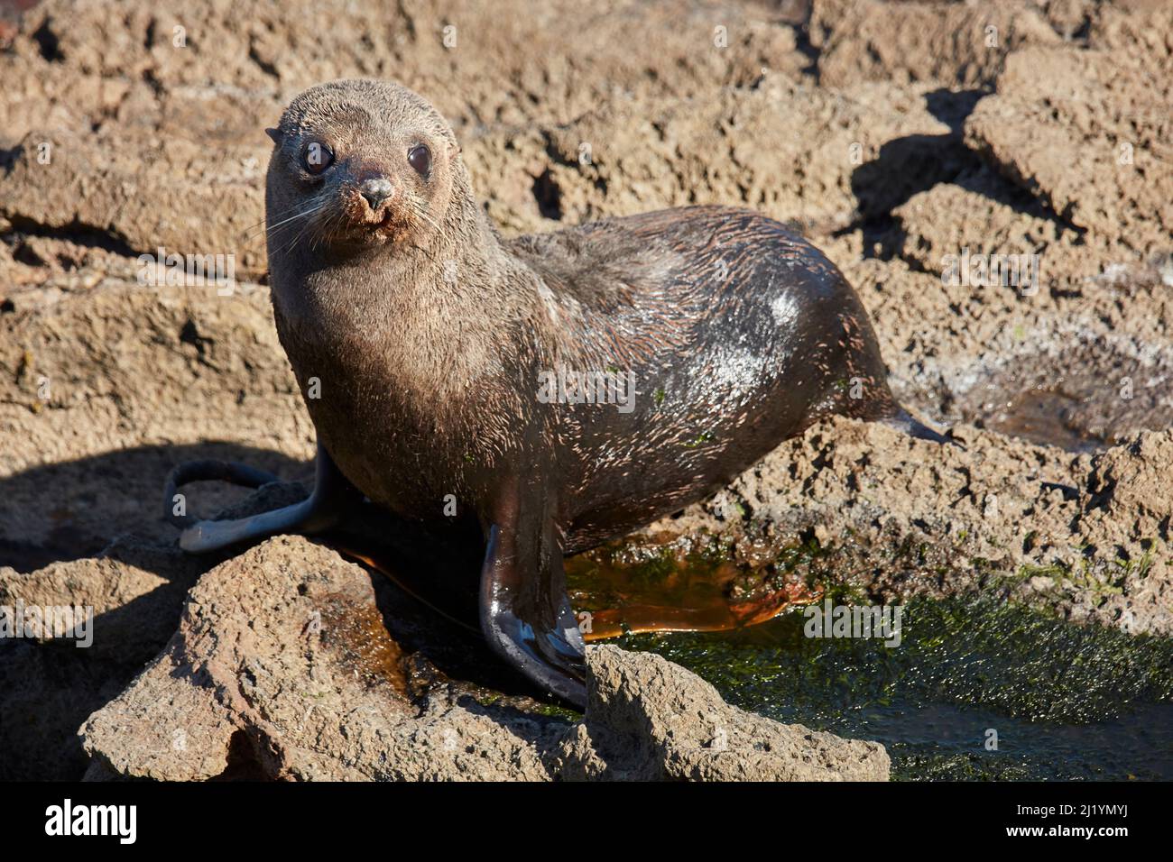 Neuseeländische Pelzrobbe ( Arctocephalus forsteri ), Otago-Halbinsel, in der Nähe von Dunedin, Südinsel, Neuseeland Stockfoto