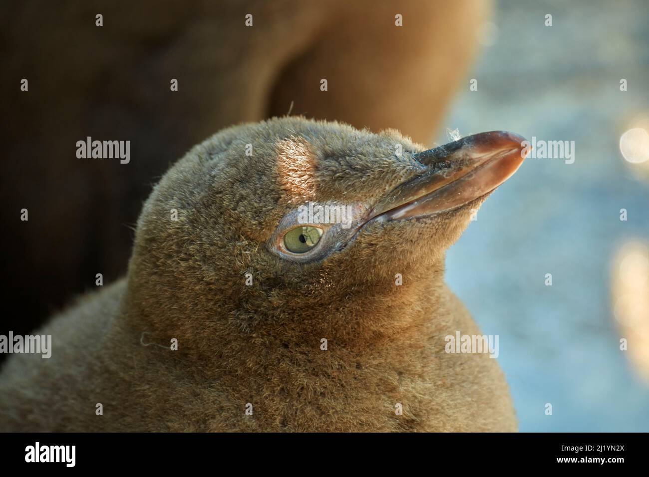 Gelbäugige Pinguinschnecke (Megadyptes Antipodes) oder Hoiho, Otago Peninsula, Dunedin, Südinsel, Neuseeland Stockfoto