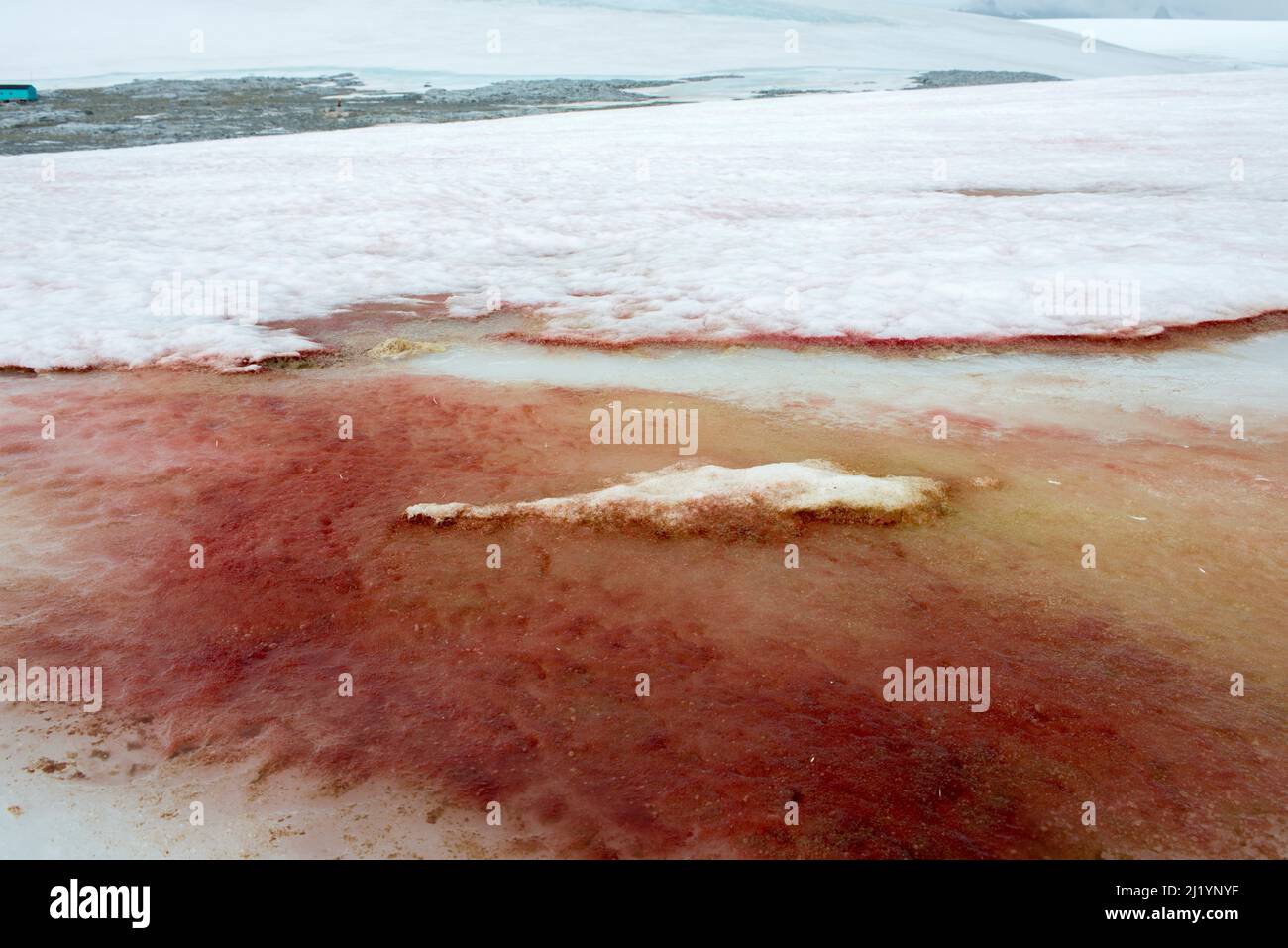 Blutroter Schnee und Eis am Damoy Point Antarctica durch Algen verursacht Chlamydomonas nivalis ein mögliches Zeichen des Klimawandels Stockfoto