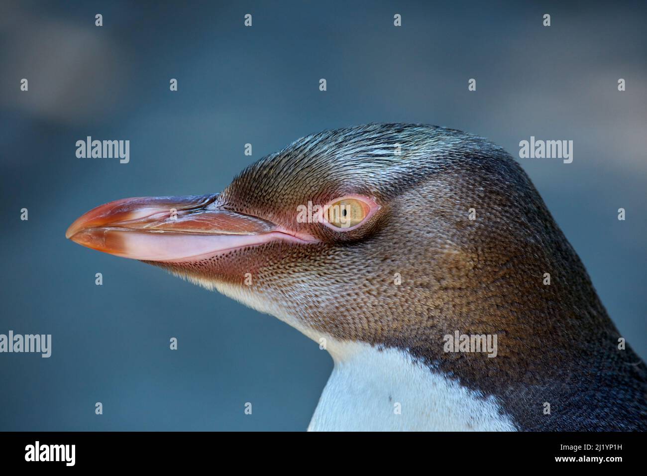 Jungtier-Gelbäugiger Pinguin (Megadyptes Antipodes) oder Hoiho, Otago Peninsula, Dunedin, Südinsel, Neuseeland Stockfoto