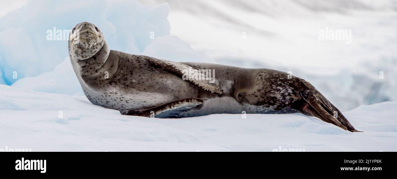 Leopardenrobbe Hydrurga leptonyx, Errera Channel Antarctica Stockfoto