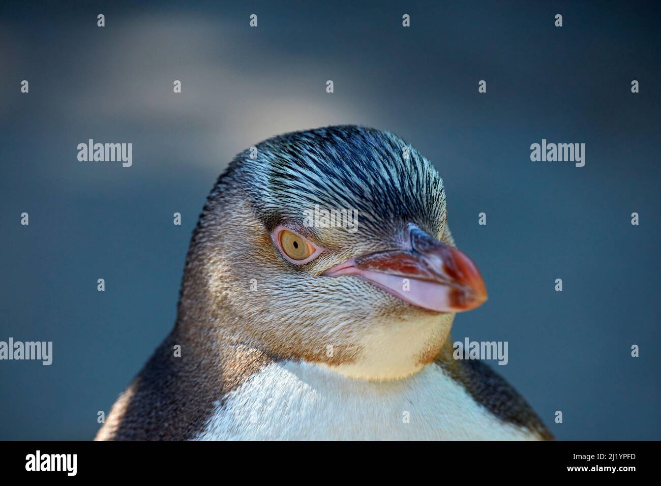 Jungtier-Gelbäugiger Pinguin (Megadyptes Antipodes) oder Hoiho, Otago Peninsula, Dunedin, Südinsel, Neuseeland Stockfoto