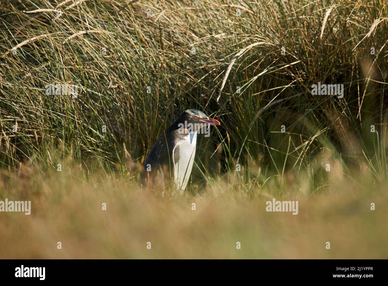 Yellow-eyed Penguin (Megadyptes Antipodes) oder Hoiho, Otago Peninsula, Dunedin, Südinsel, Neuseeland Stockfoto