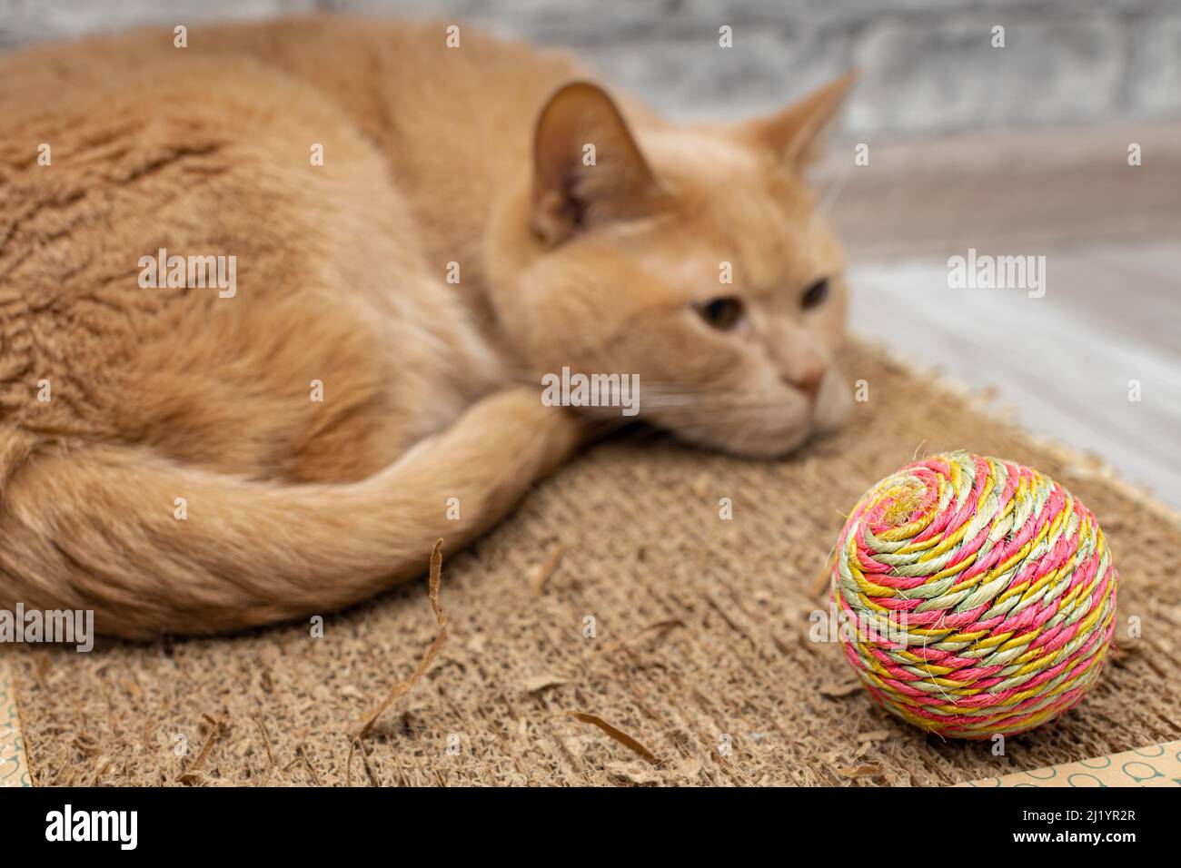 Eine gelangweilte und schlafende Katze liegt in der Nähe eines Spielzeugs. Hochwertige Fotos Stockfoto