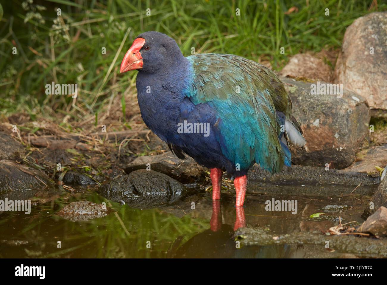 Takahe (Porphyrio hochstetteri), Orokanui Ecosanctuary, in der Nähe von Dunedin, Südinsel, Neuseeland Stockfoto