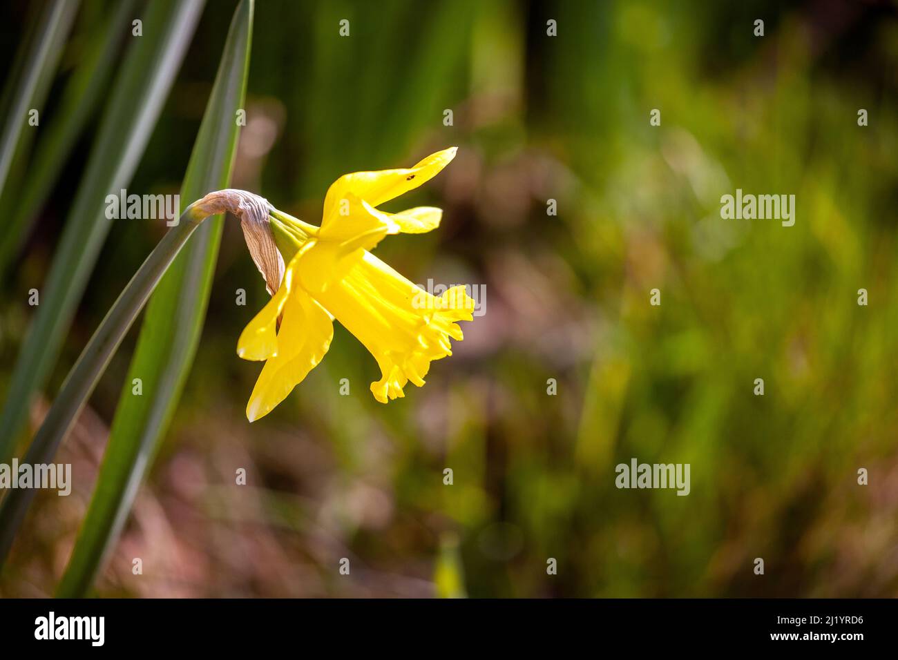 Einzelne Narzissenblume in der englischen Landschaft Stockfoto