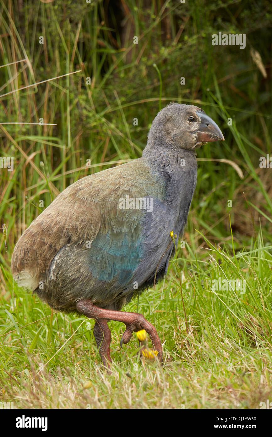 Takahe Küken (Porphyrio hochstetteri), Orokanui Ecosanctuary, in der Nähe von Dunedin, Südinsel, Neuseeland Stockfoto