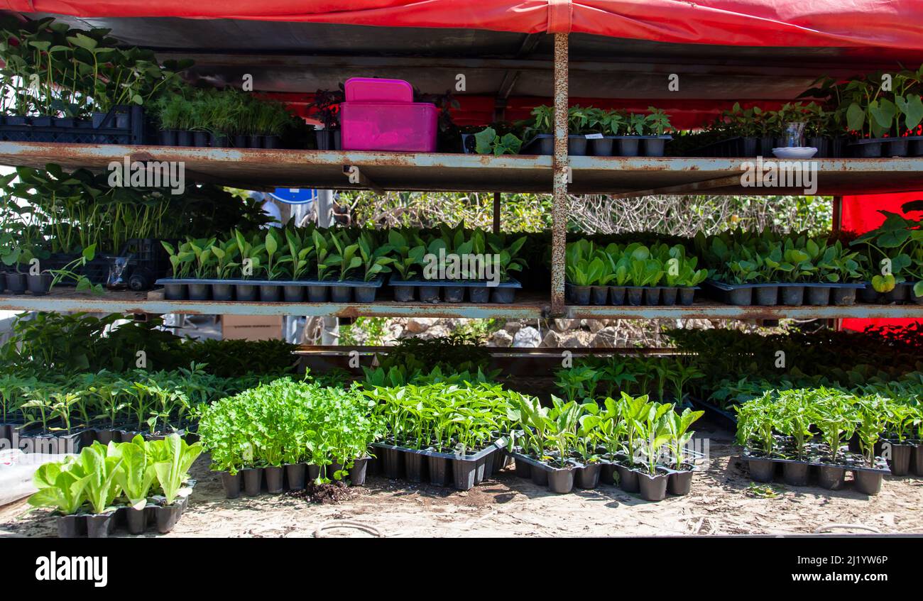 Gemüsesämlinge auf dem Bauernmarkt. Tomate, Salat, Pfeffer, Petersilie und Auberginen-Sämlinge sind ausgestellt und stehen zum Verkauf. Stockfoto