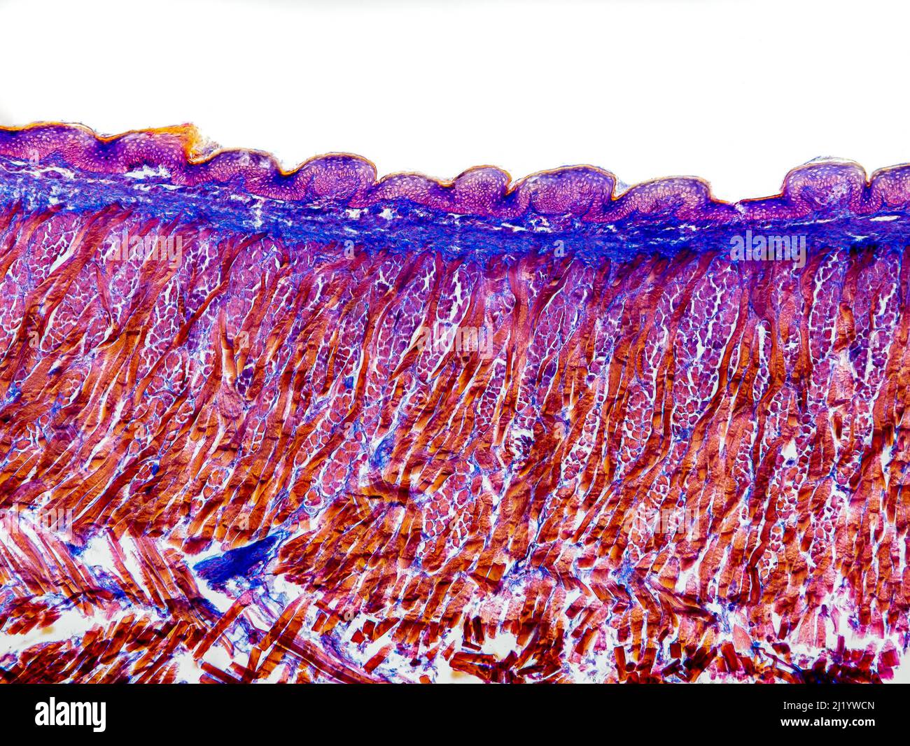 Katzenzungenquerschnitt unter dem Mikroskop mit Blattapapillen,  Geschmacksnerven, Submucosa und Muskel - optisches Mikroskop mit  x100-facher Vergrößerung Stockfotografie - Alamy