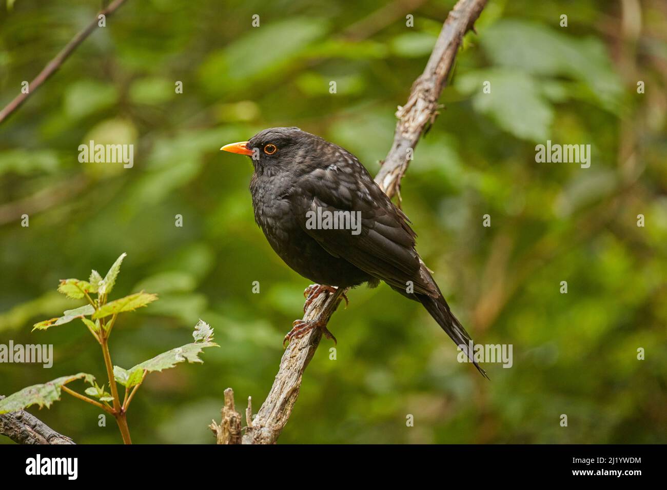 Blackbird (Turdus merula), Orokanui Ecosanctuary, in der Nähe von Dunedin, Südinsel, Neuseeland Stockfoto