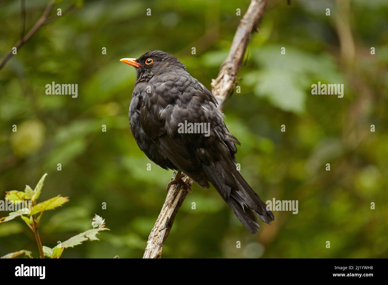 Blackbird (Turdus merula), Orokanui Ecosanctuary, in der Nähe von Dunedin, Südinsel, Neuseeland Stockfoto