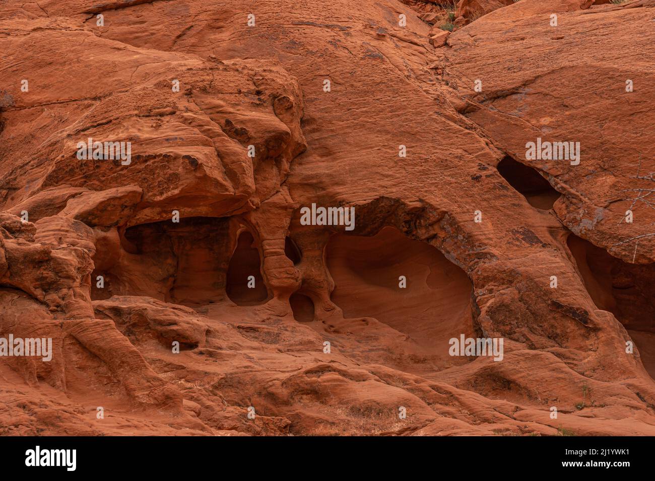 Overton, Nevada, USA - 11. März 2016: Valley of Fire. Nahaufnahme von rotem Felsen mit natürlich eingerandeten Augenhöhlen erzeugen ein beängstigendes Bild. Stockfoto