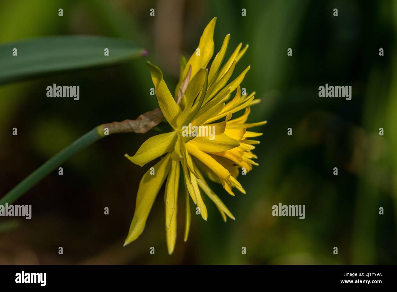 Zwergdaffodil „Rip Van Winkle“. Stockfoto