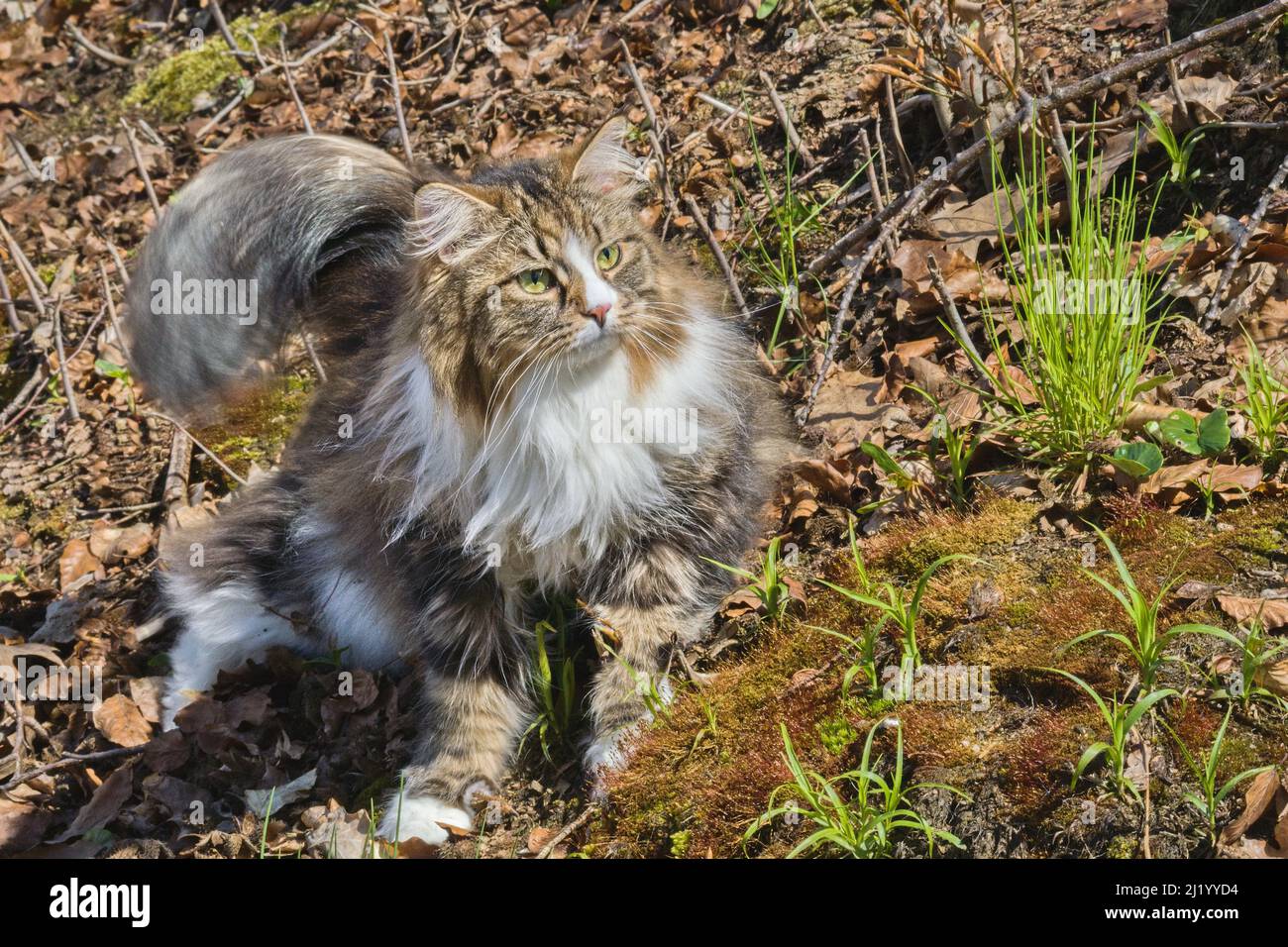 Alvin - große sibirische Katze mit langen Haaren im Garten Stockfoto