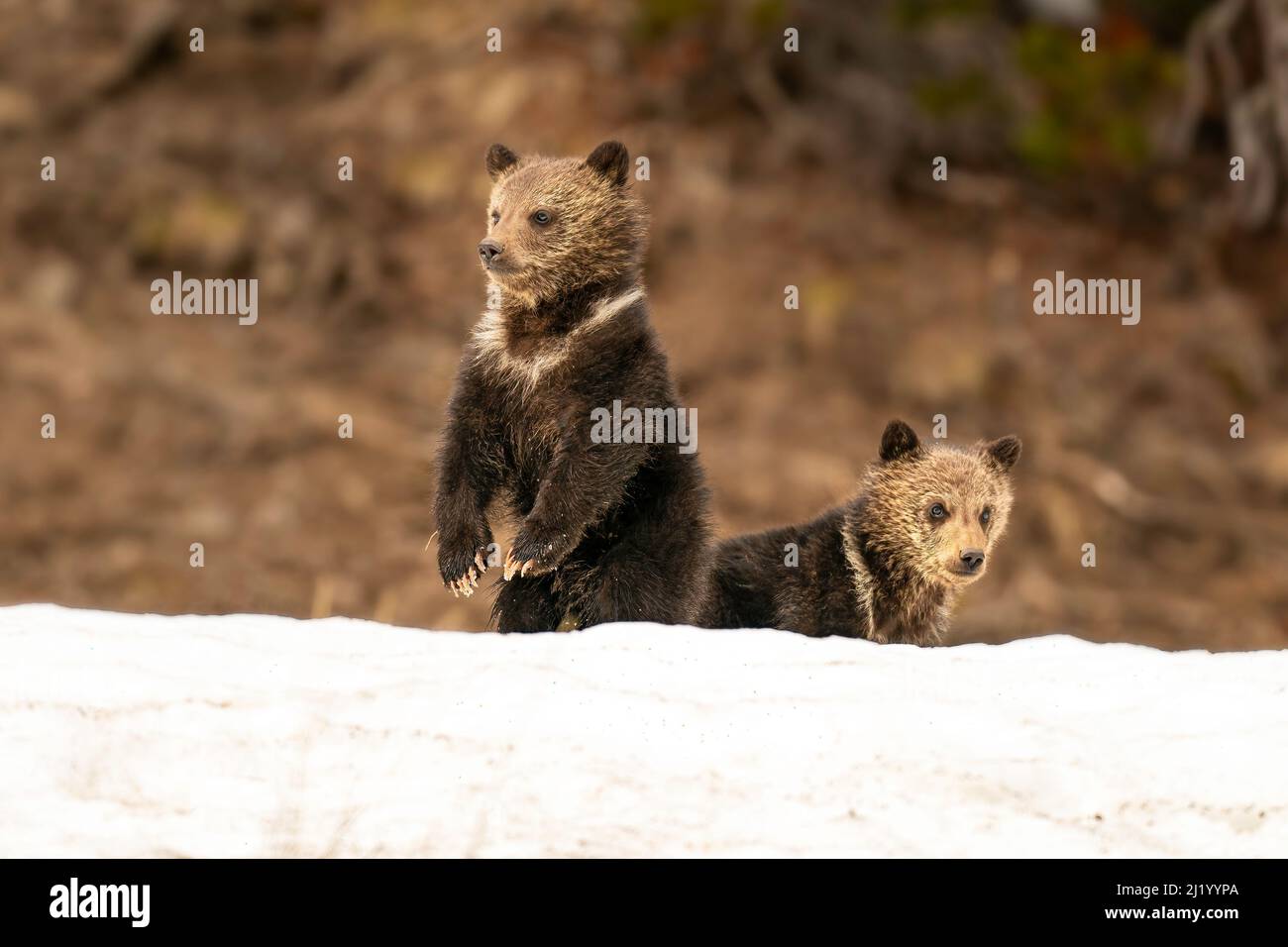 Grizzly Bear Cubs Stockfoto