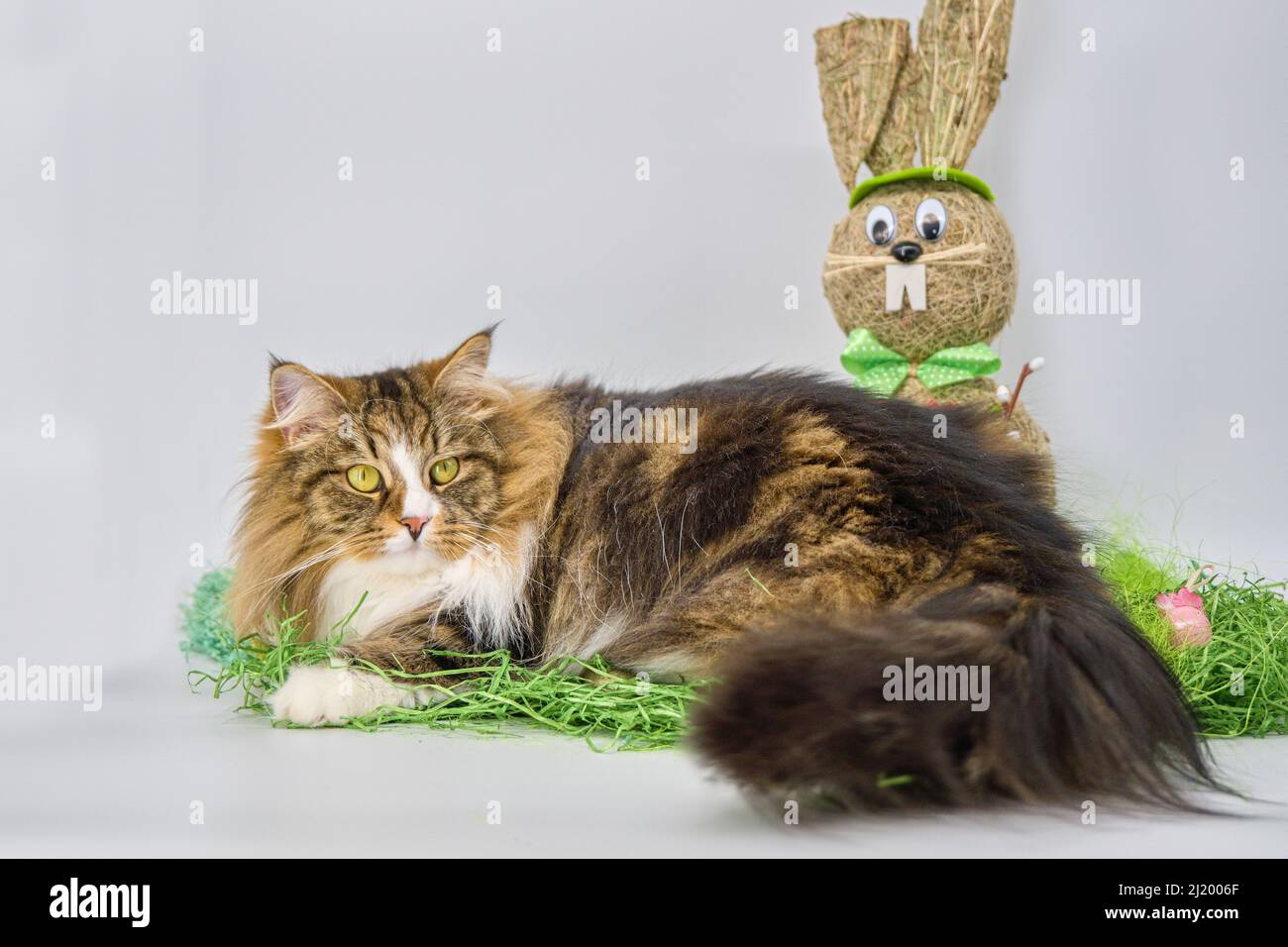 Alvin - Sibirische Katze und Ostern Stockfoto