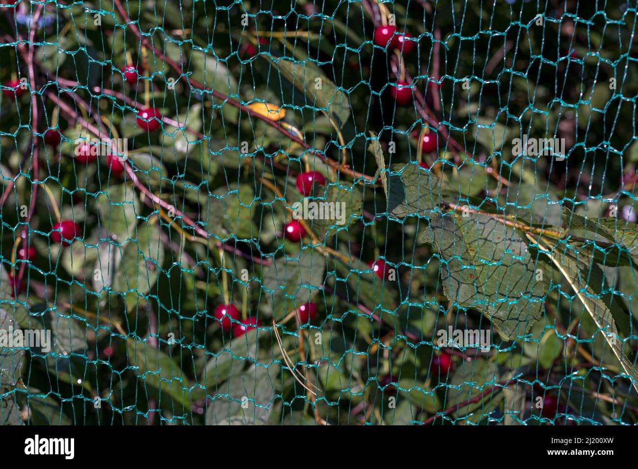 Wie Bekomme Ich Ein Netz über Den Kirschbaum www.alamy.de