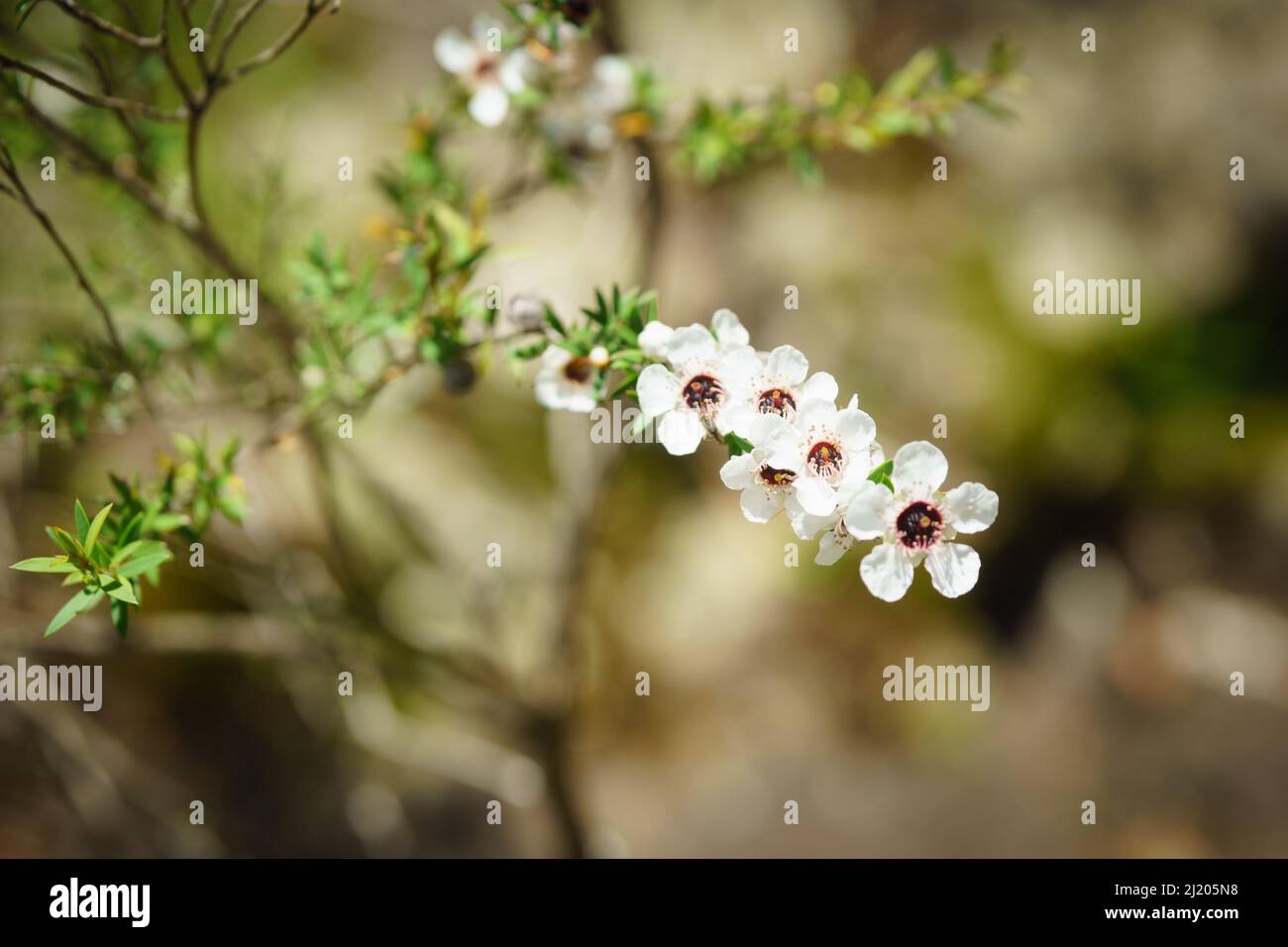 Manuka Blüte Nahaufnahme auf Stamm im Frühjahr Bokeh Hintergrund Stockfoto