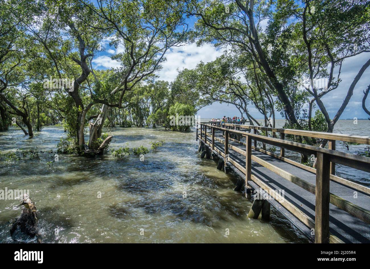 Wynnum Mangrove Boardwalk am Ufer der Southern Moreton Bay in der Nähe des küstennahen Vororts Wynnum, Queensland, Australien Stockfoto