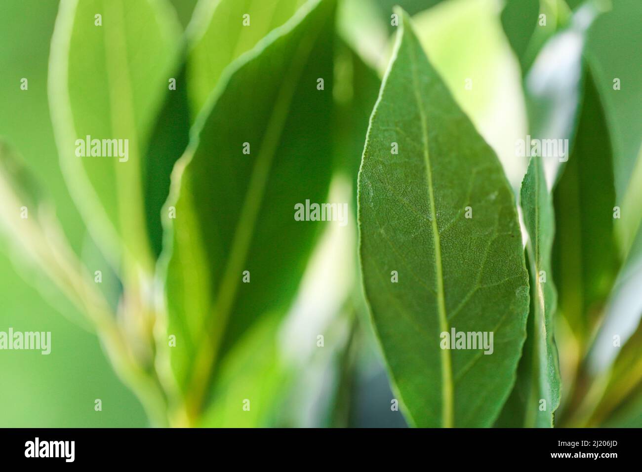 Grüne Lorbeerblätter auf grünem Hintergrund in den Strahlen der Sonne.Lorbeerblatt.Lorbeerblatt. Gewürze und Gewürze. Stockfoto