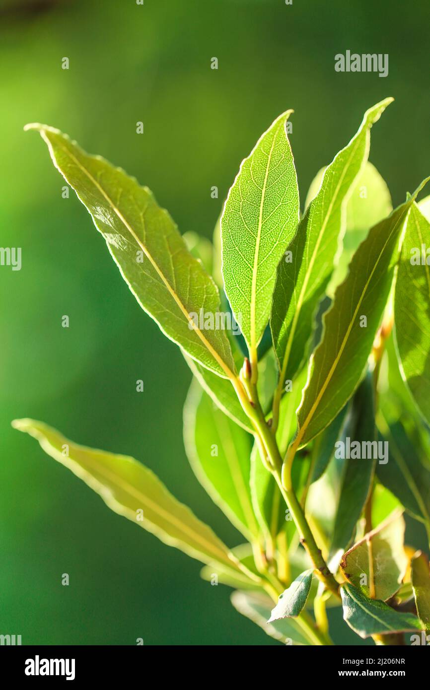 Grüne Lorbeer Blätter auf einem grünen unscharfen Hintergrund in den Strahlen .Lorbeer Blatt.Lorbeer Blatt. Gewürze. Stockfoto