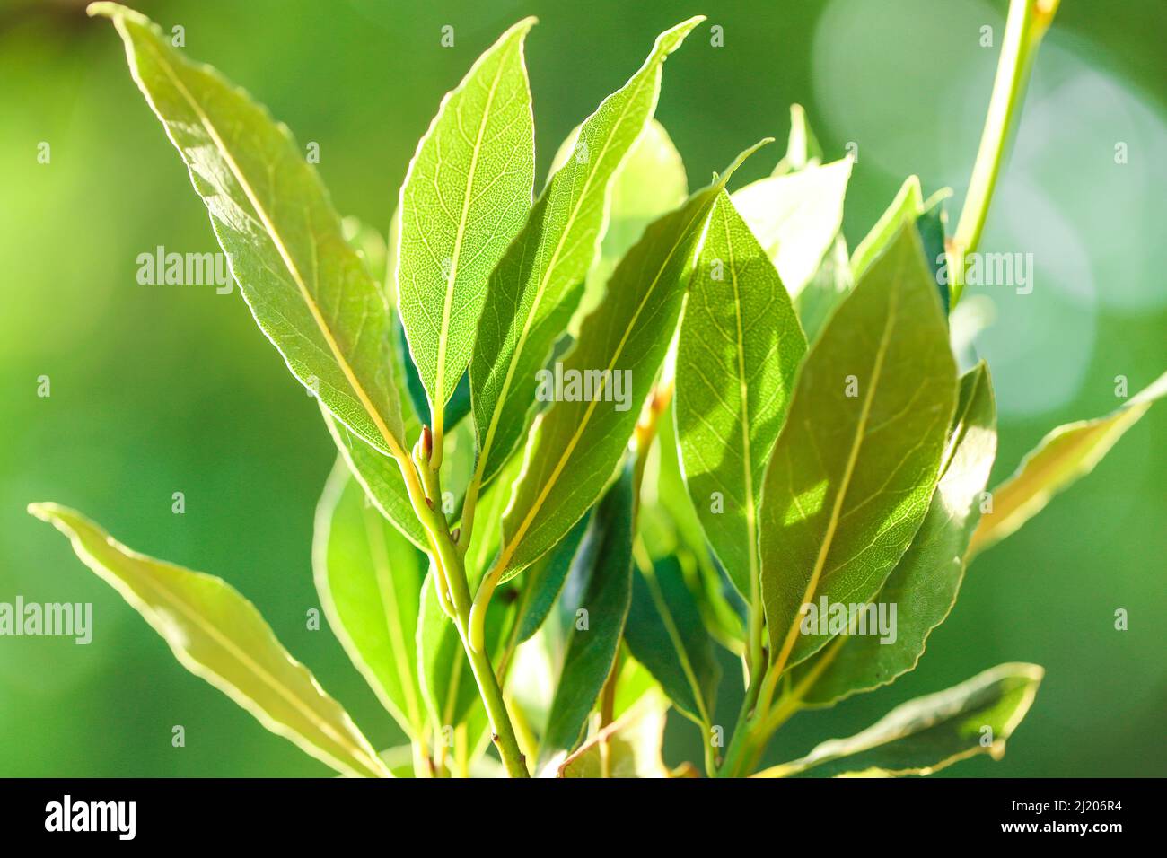 laurel Blätter auf einem grünen unscharfen Hintergrund in den Strahlen der Sonne.Laurel Blatt.Bay Blatt. Gewürze. Stockfoto