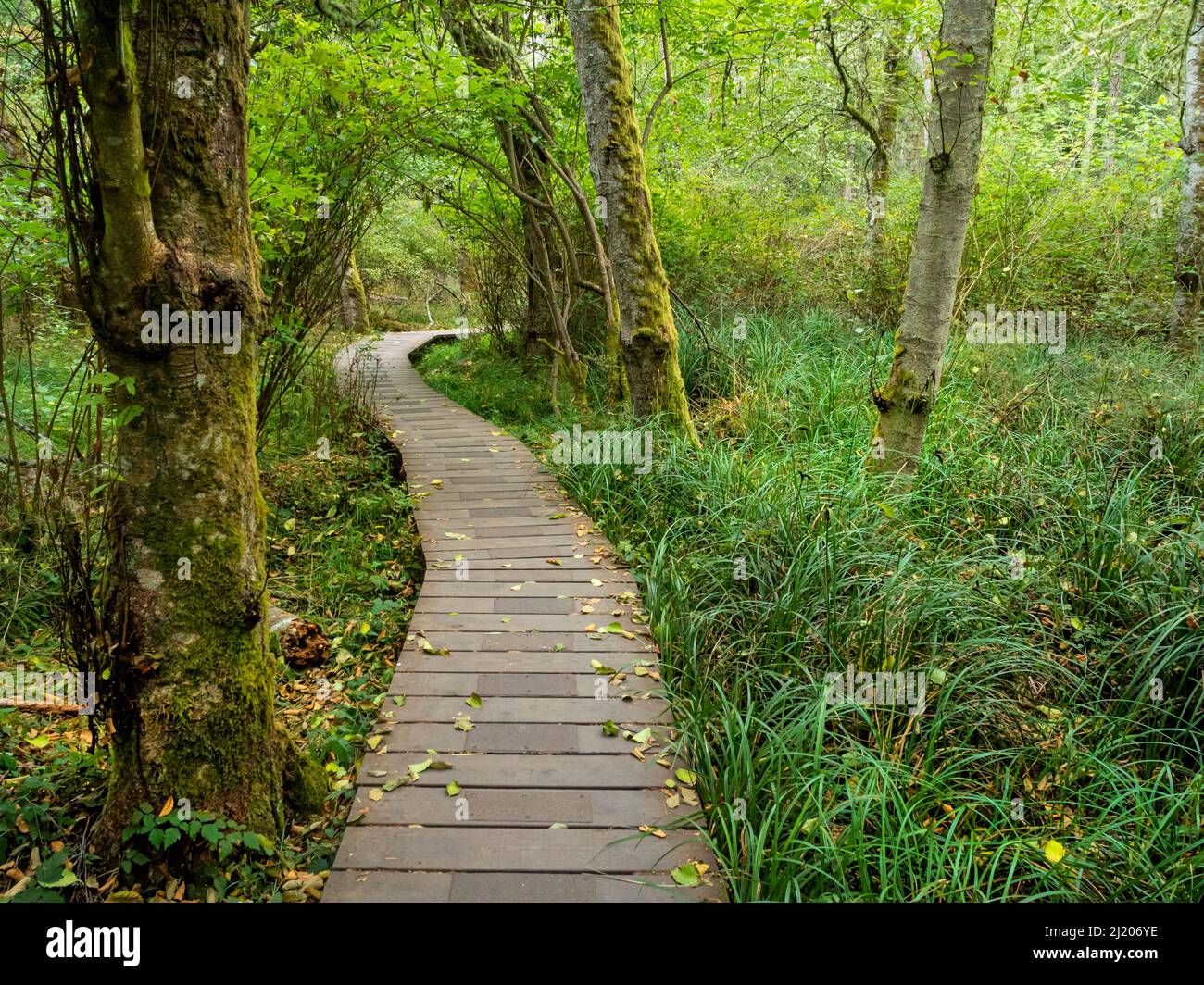 WA21189-00...WASHINGTON - Trail durch den Wald zur Küste beim Shark Reef Sanctuary auf Lopez Island. Stockfoto