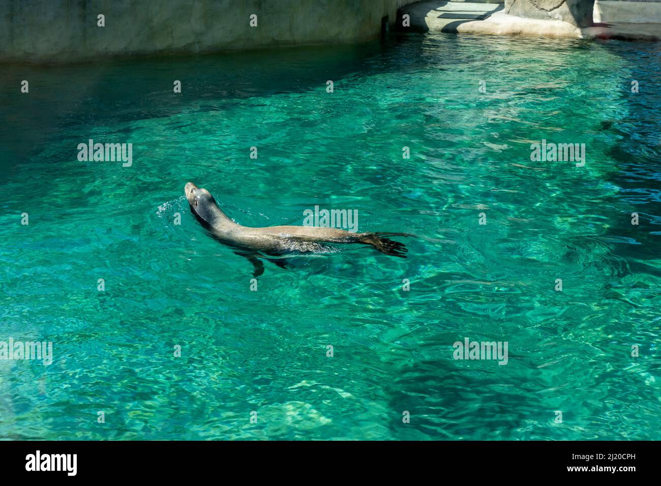 Beeindruckender Blick auf einen einzelnen kalifornischen Seelöwen, der seinen Kopf aus dem Wasser spähe, während er im Point Defiance Zoo in seinem Lebensraum schwimmt Stockfoto