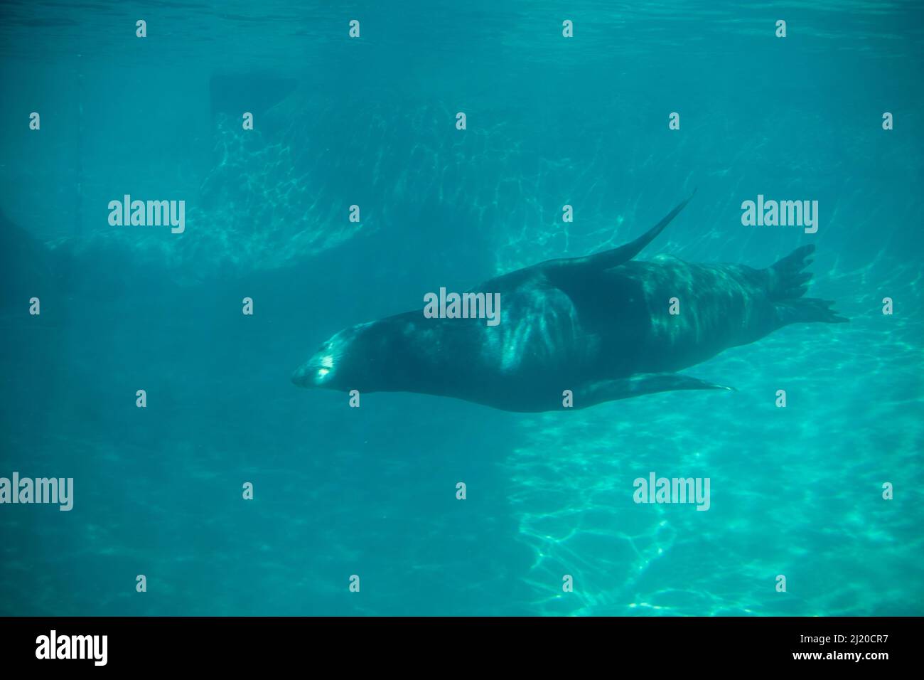 Beeindruckender Blick auf einen einzelnen kalifornischen Seelöwen, der im Point Defiance Zoo in seinem Lebensraum schwimmt Stockfoto