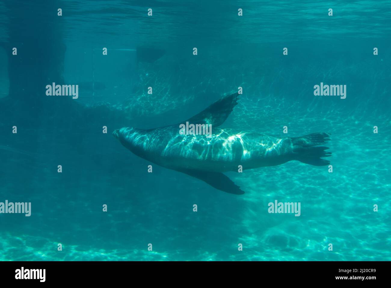 Beeindruckender Blick auf einen einzelnen kalifornischen Seelöwen, der im Point Defiance Zoo in seinem Lebensraum schwimmt Stockfoto