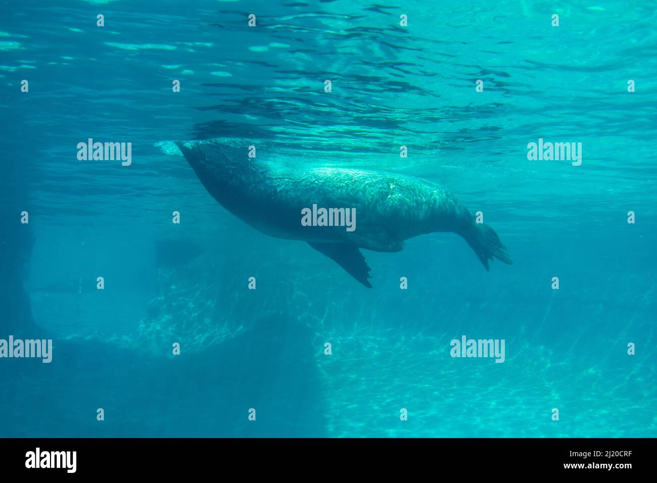 Beeindruckender Blick auf einen einzelnen kalifornischen Seelöwen, der im Point Defiance Zoo in seinem Lebensraum schwimmt Stockfoto