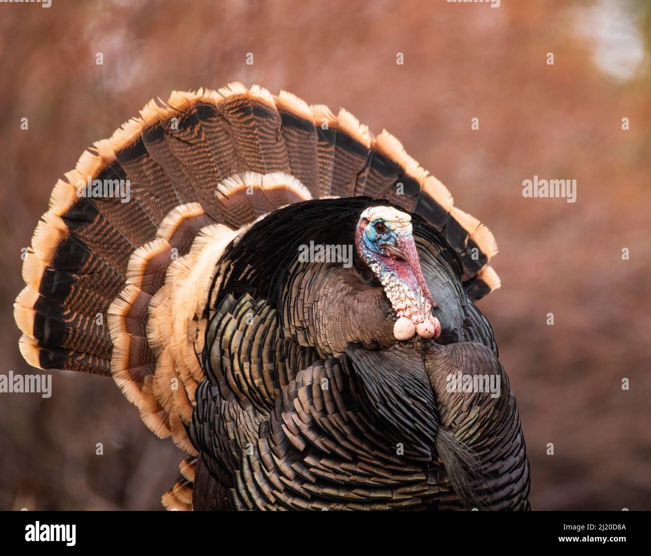 Nahaufnahme von Merriams turkey (Meleagris galopavo) tom, der Anfang des Frühlings in Colorado, USA, stolziert Stockfoto