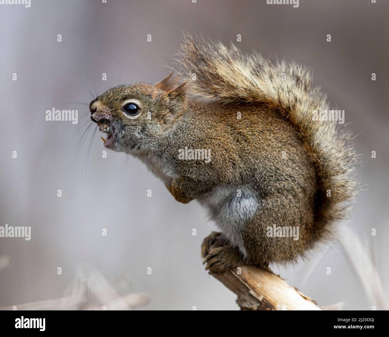 (Ottawa, Kanada ---26. März 2022) Rotes Eichhörnchen. Stockfoto