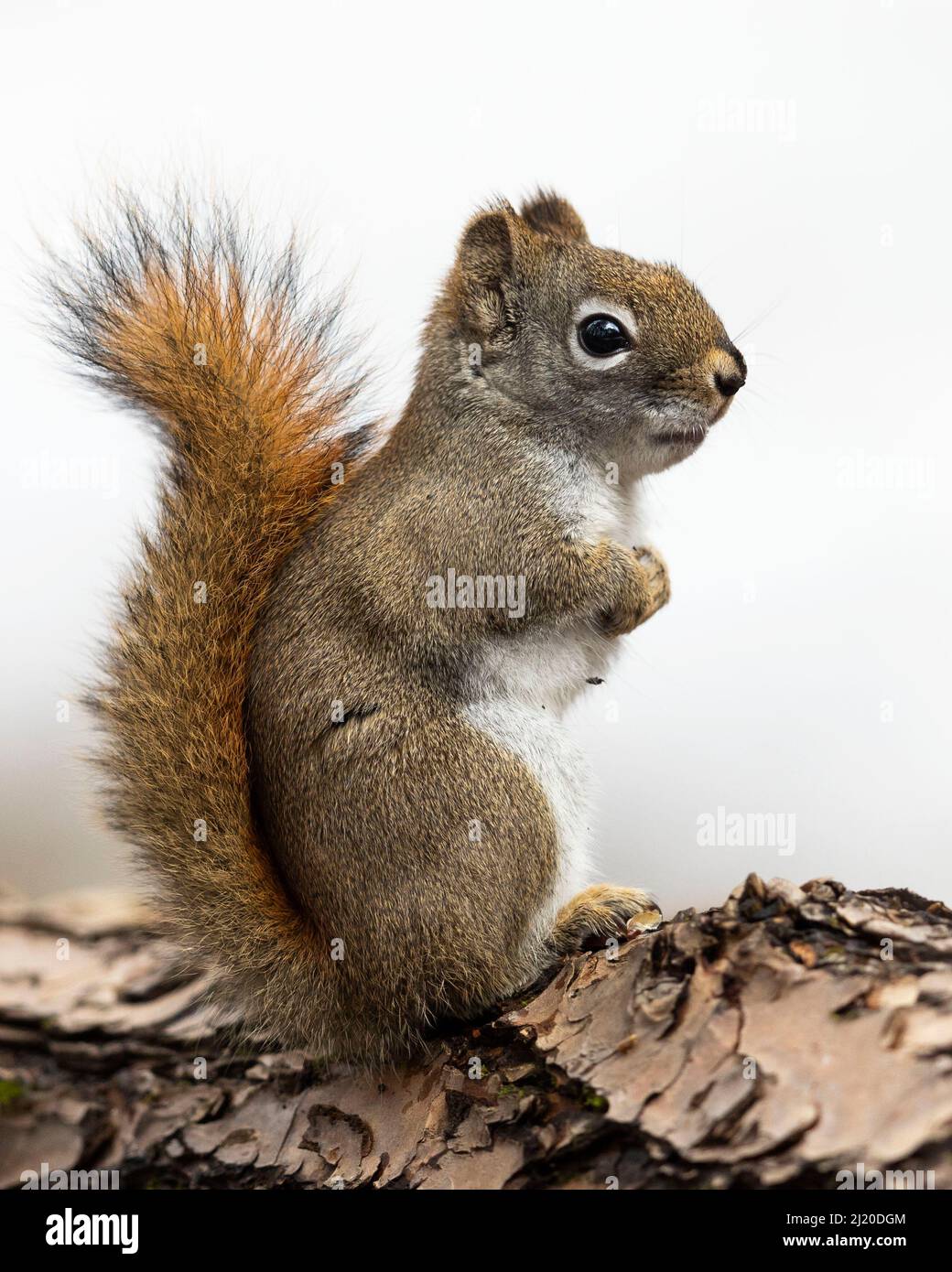 (Ottawa, Kanada ---26. März 2022) Rotes Eichhörnchen. Stockfoto