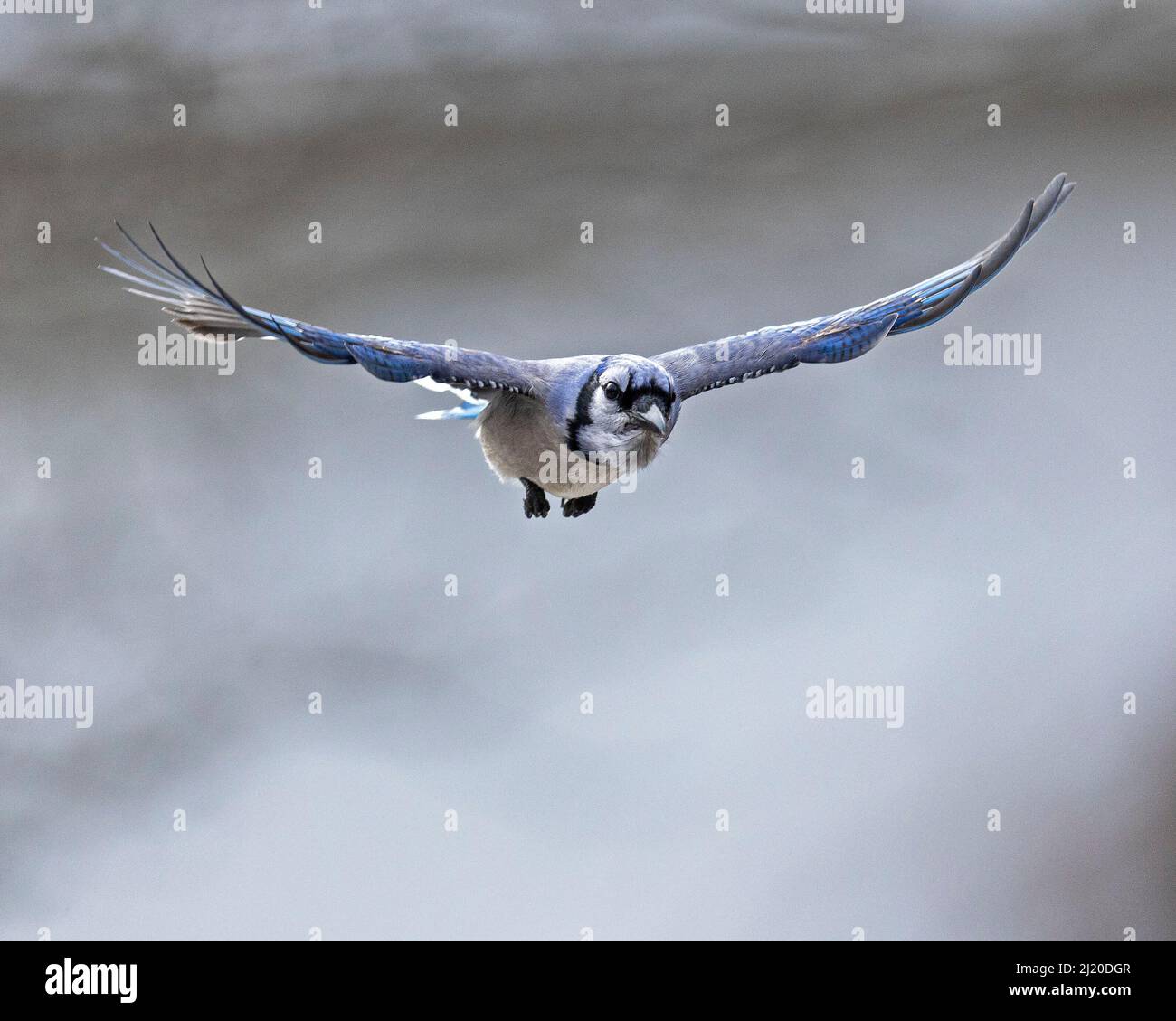 (Ottawa, Kanada ---26. März 2022) blauer jay auf dem Flug. Stockfoto