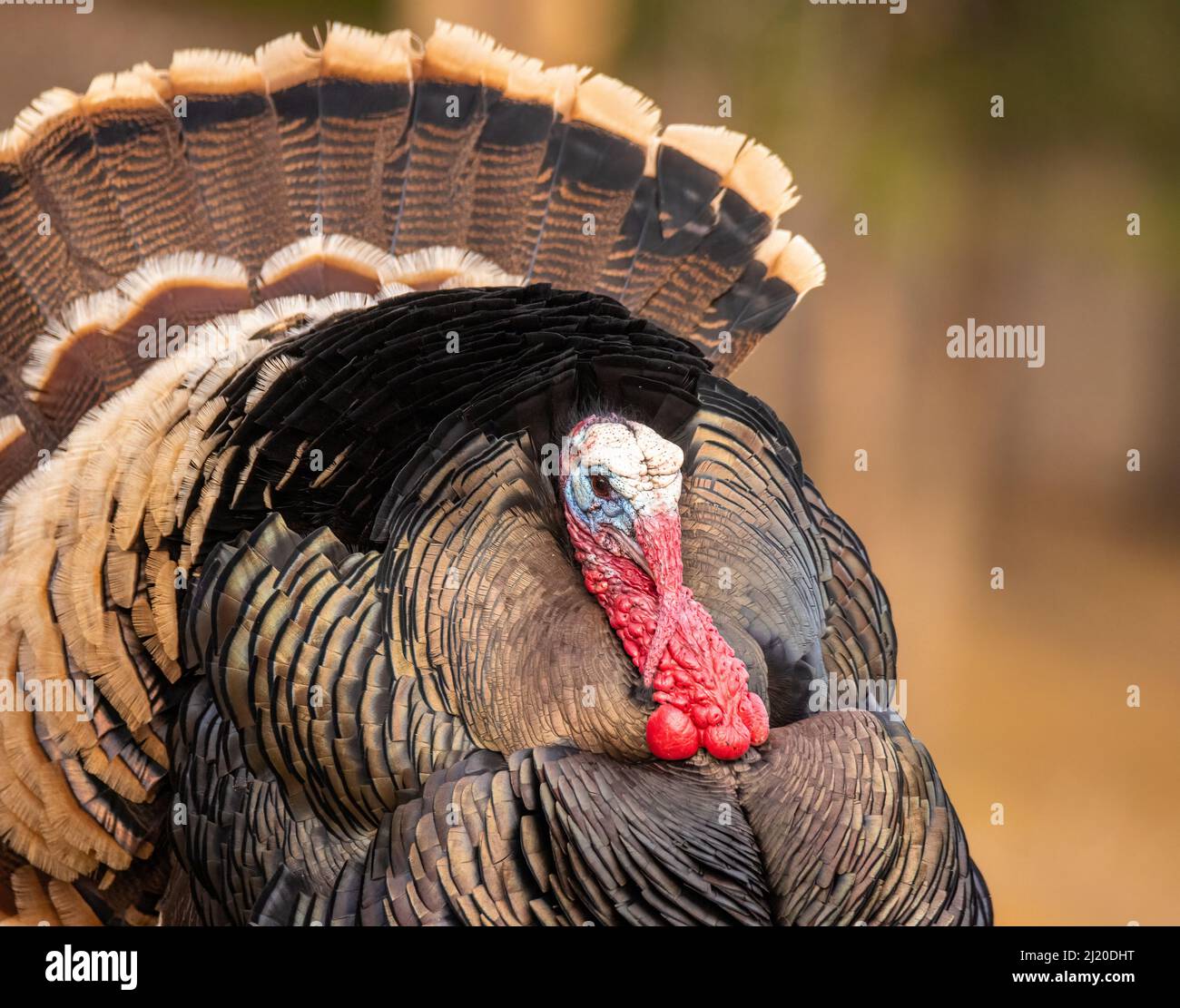 Nahaufnahme von Merriams turkey (Meleagris galopavo) tom, der Anfang des Frühlings in Colorado, USA, stolziert Stockfoto