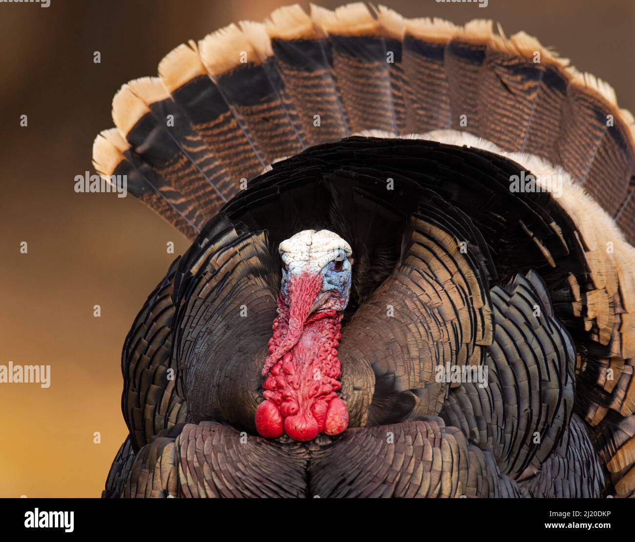 Nahaufnahme von Merriams turkey (Meleagris galopavo) tom, der Anfang des Frühlings in Colorado, USA, stolziert Stockfoto