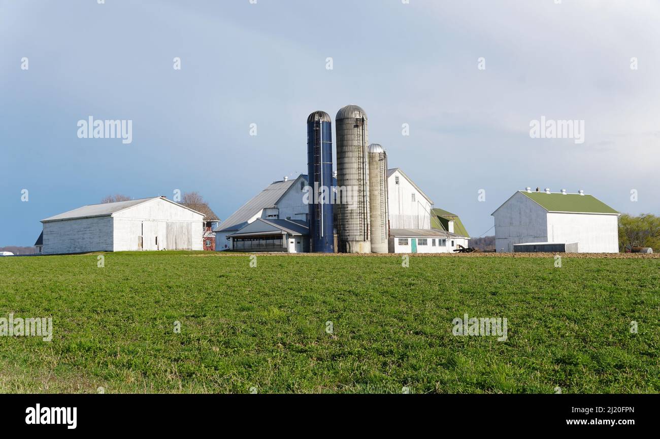 Eine Amish Farm mit Maissilo in der Nähe von Strasburg, Pennsylvania, USA Stockfoto