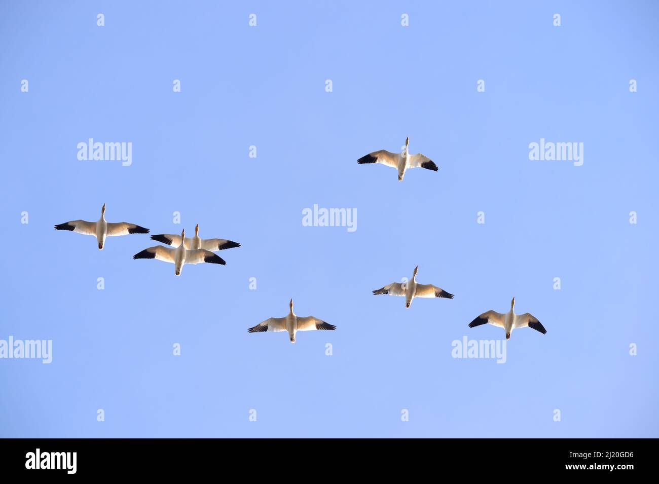 Schneegänse Fliegen schöne Muster gegen Einen blauen Himmel, USA Stockfoto