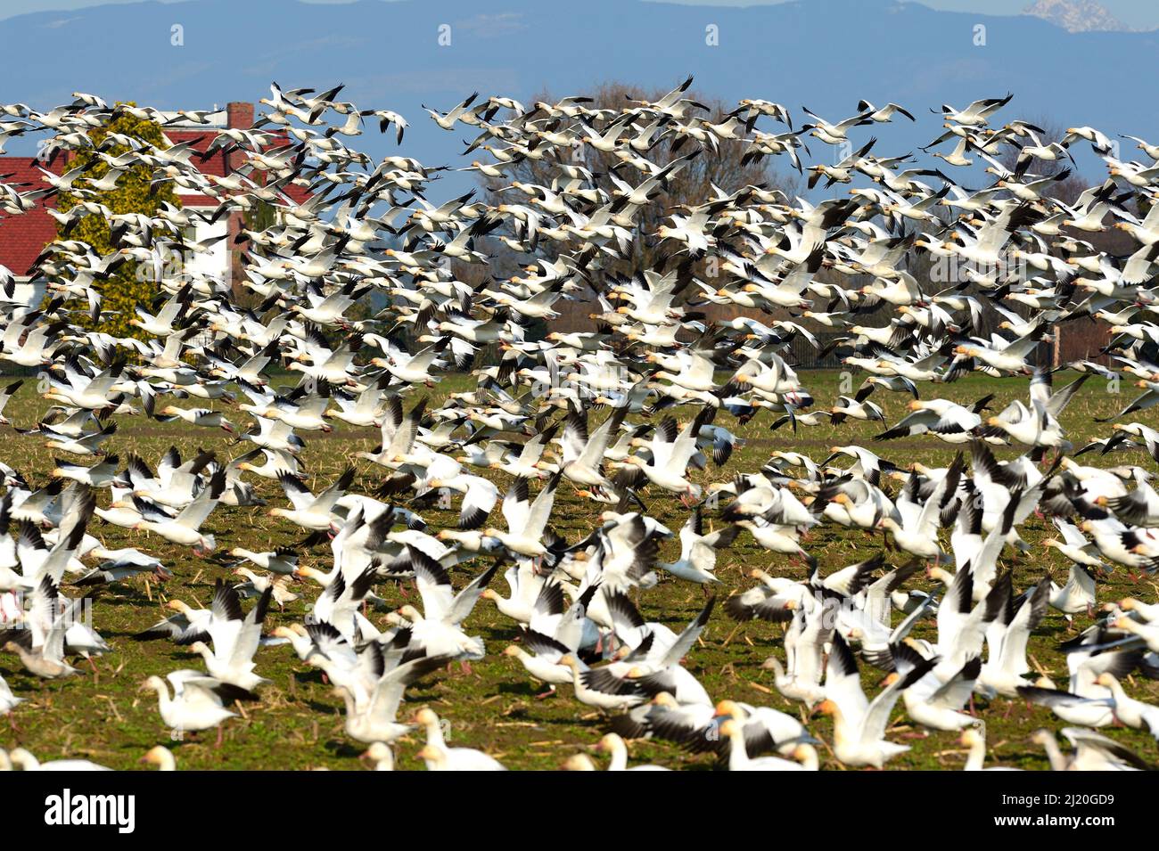 Schneegänse fliegen hoch, USA Stockfoto