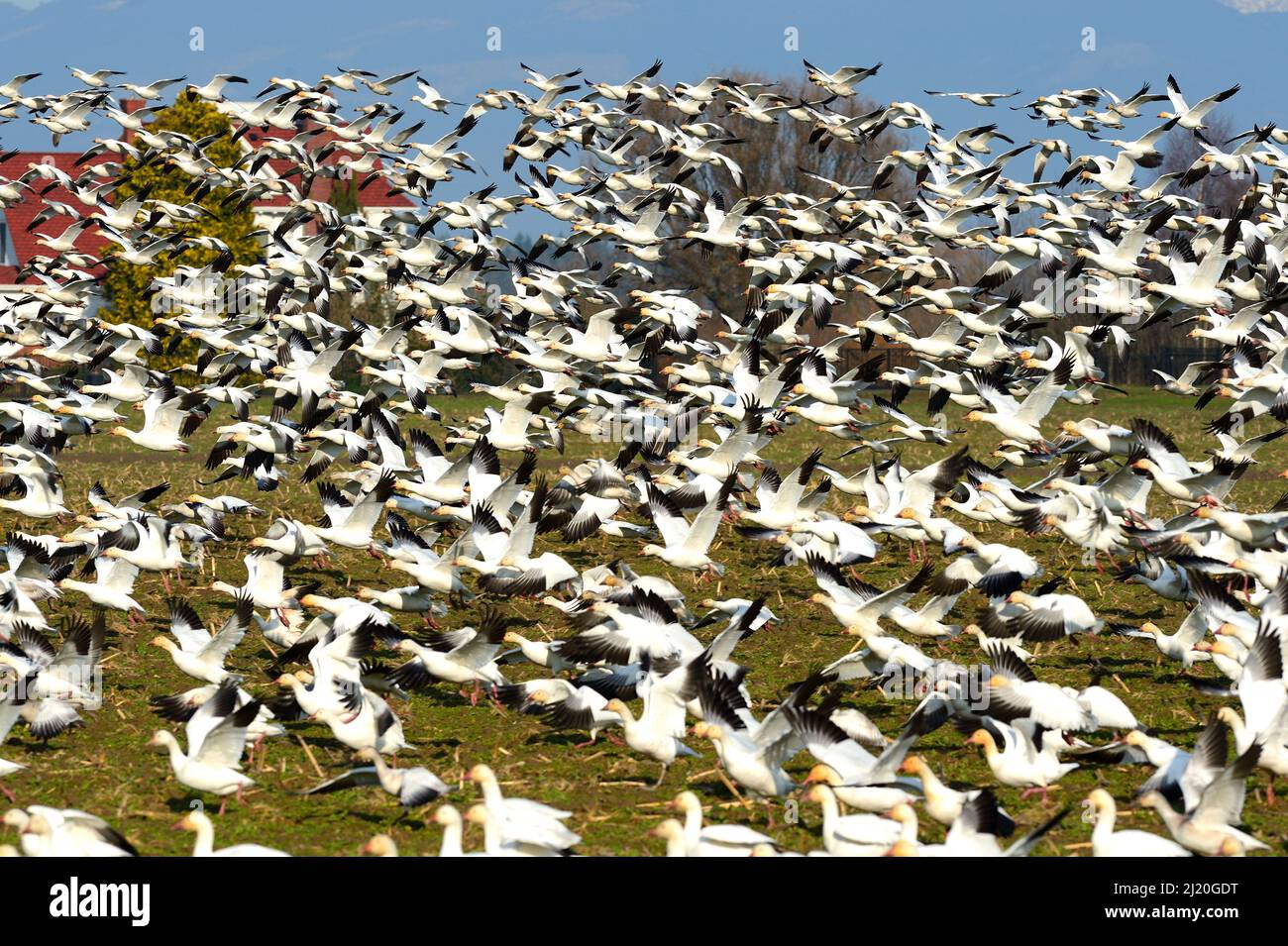 Schneegänse fliegen hoch, USA Stockfoto
