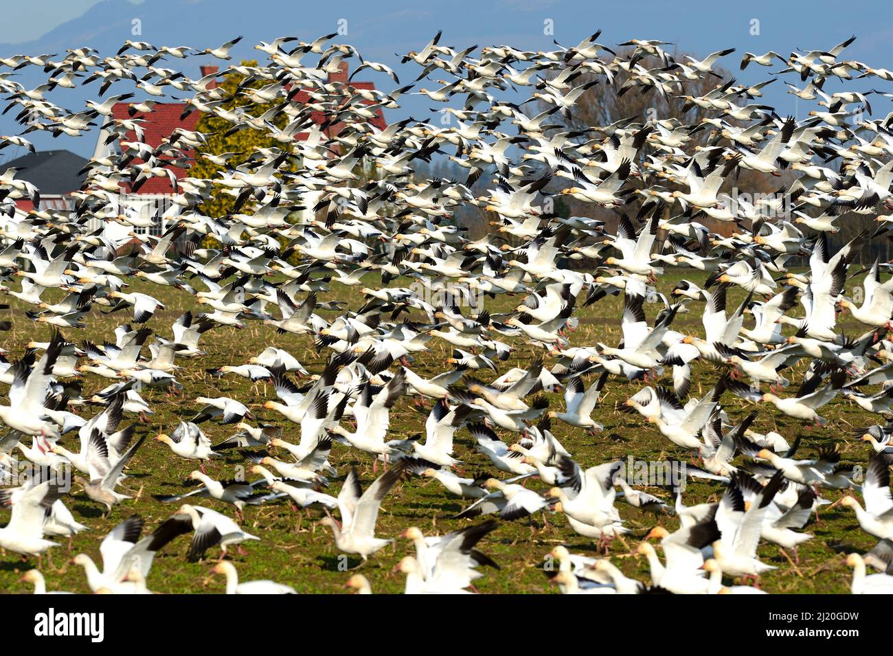 Schneegänse fliegen hoch, USA Stockfoto