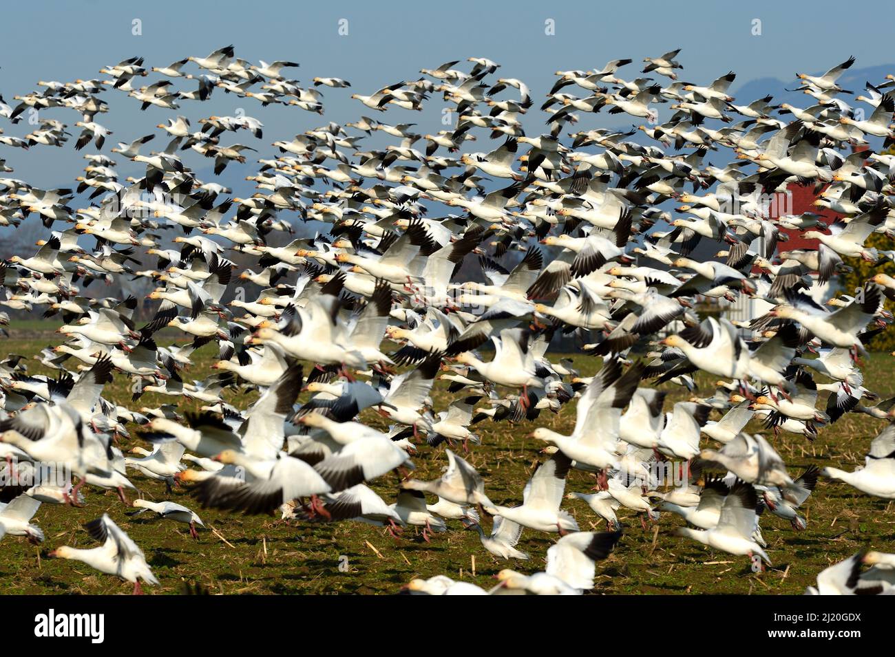 Schneegänse fliegen hoch, USA Stockfoto