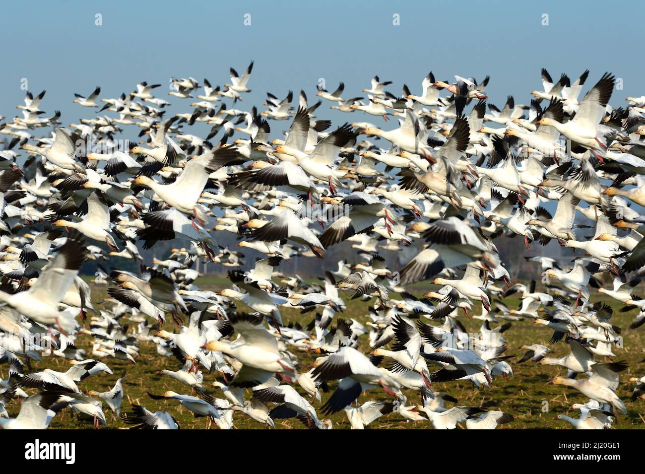 Schneegänse fliegen hoch, USA Stockfoto