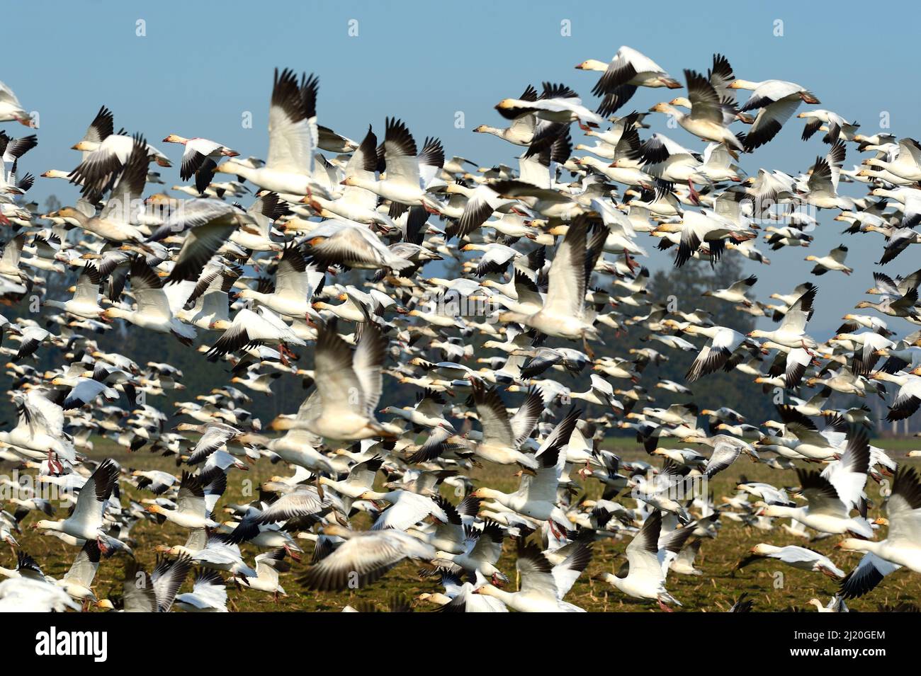 Schneegänse fliegen hoch, USA Stockfoto