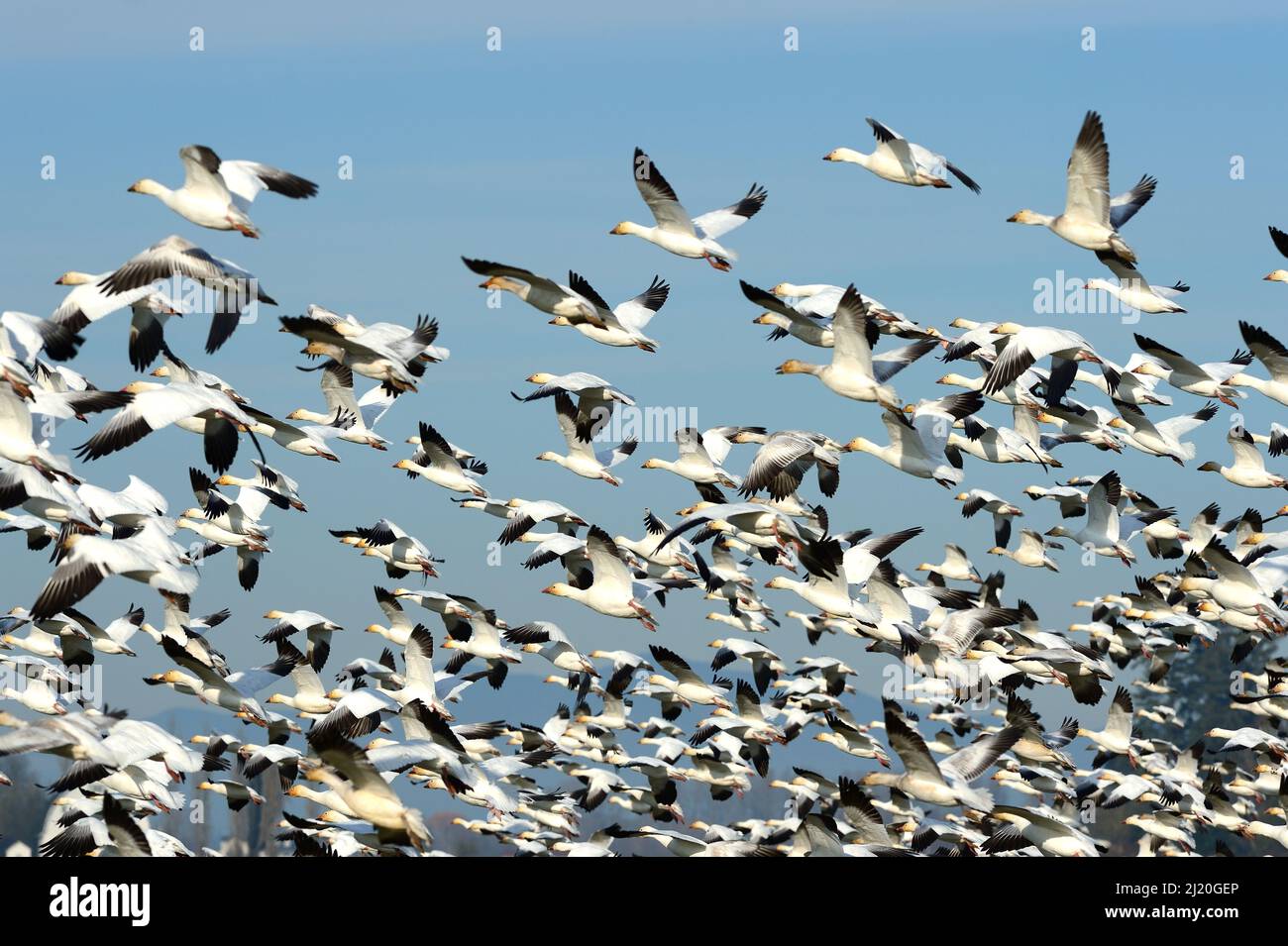 Schneegänse fliegen hoch, USA Stockfoto